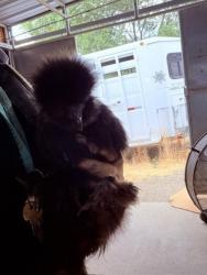 Shelter Stray Female Bird last seen Near S Jefferson Street, SALT LAKE CITY, UT, 84101, 511 W 3900 S, Salt Lake City, UT 84123, USA