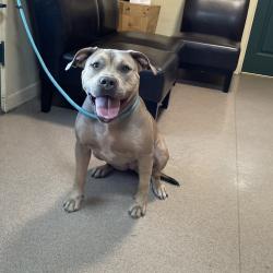 Shelter Stray Female Dog last seen , 361 S Raymond Ave, Pasadena, CA 91105, USA