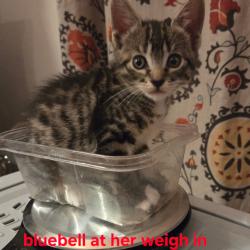 Shelter Stray Female Cat last seen , 361 S Raymond Ave, Pasadena, CA 91105, USA