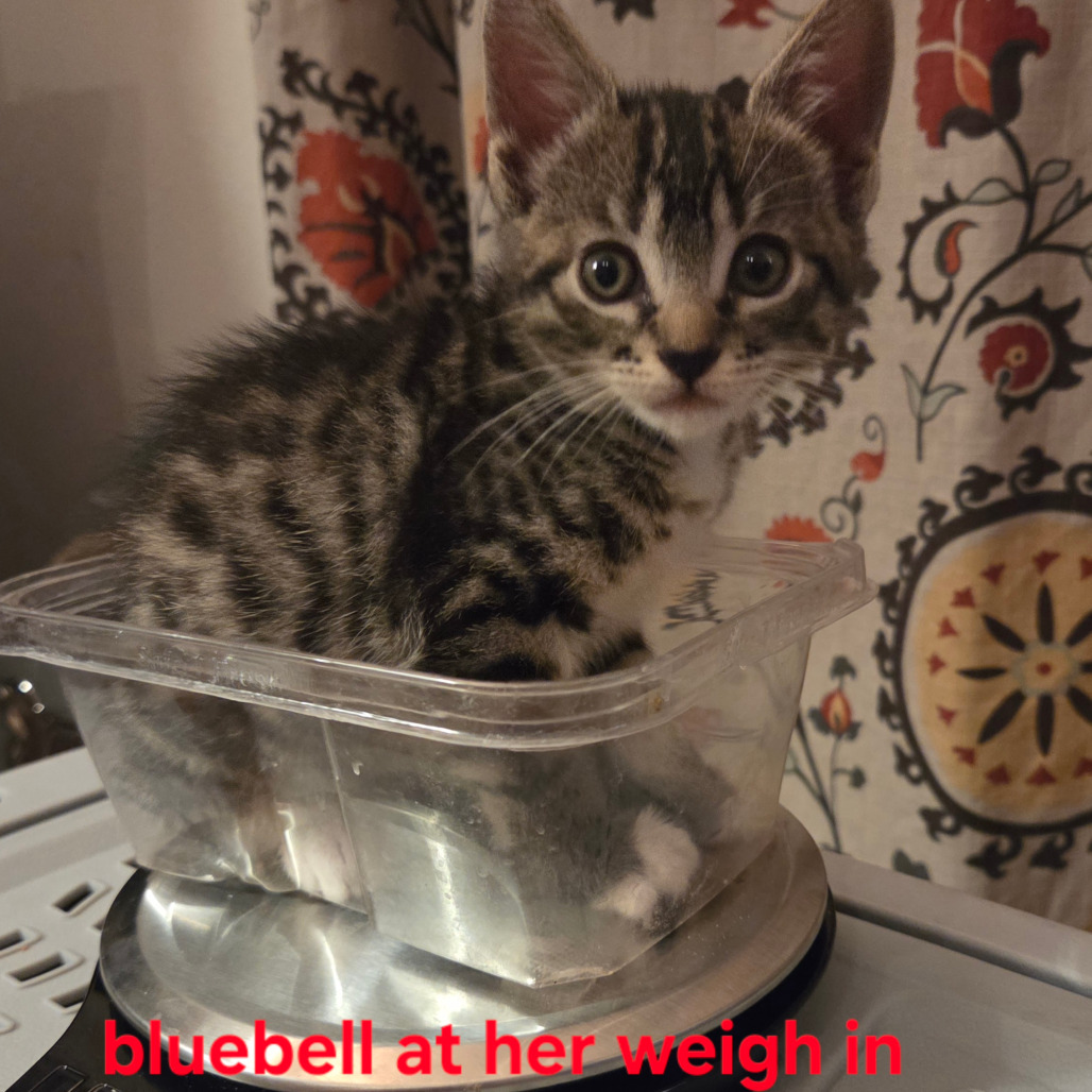 Shelter Stray Female Cat last seen , 361 S Raymond Ave, Pasadena, CA 91105, USA