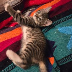 Shelter Stray Female Cat last seen , 361 S Raymond Ave, Pasadena, CA 91105, USA