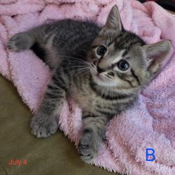 Shelter Stray Male Cat last seen , 361 S Raymond Ave, Pasadena, CA 91105, USA