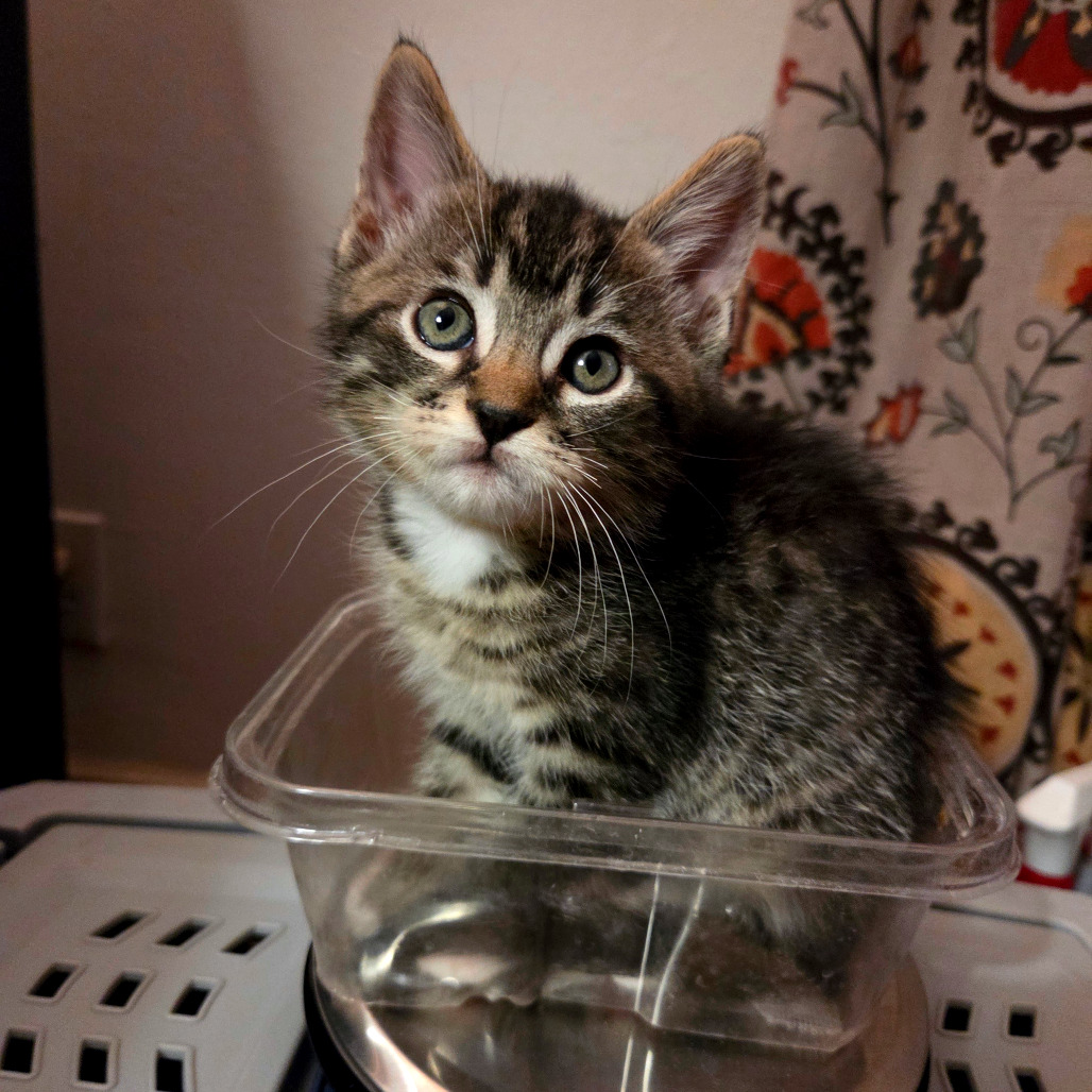 Shelter Stray Male Cat last seen , 361 S Raymond Ave, Pasadena, CA 91105, USA