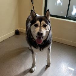 Shelter Stray Male Dog last seen , 361 S Raymond Ave, Pasadena, CA 91105, USA
