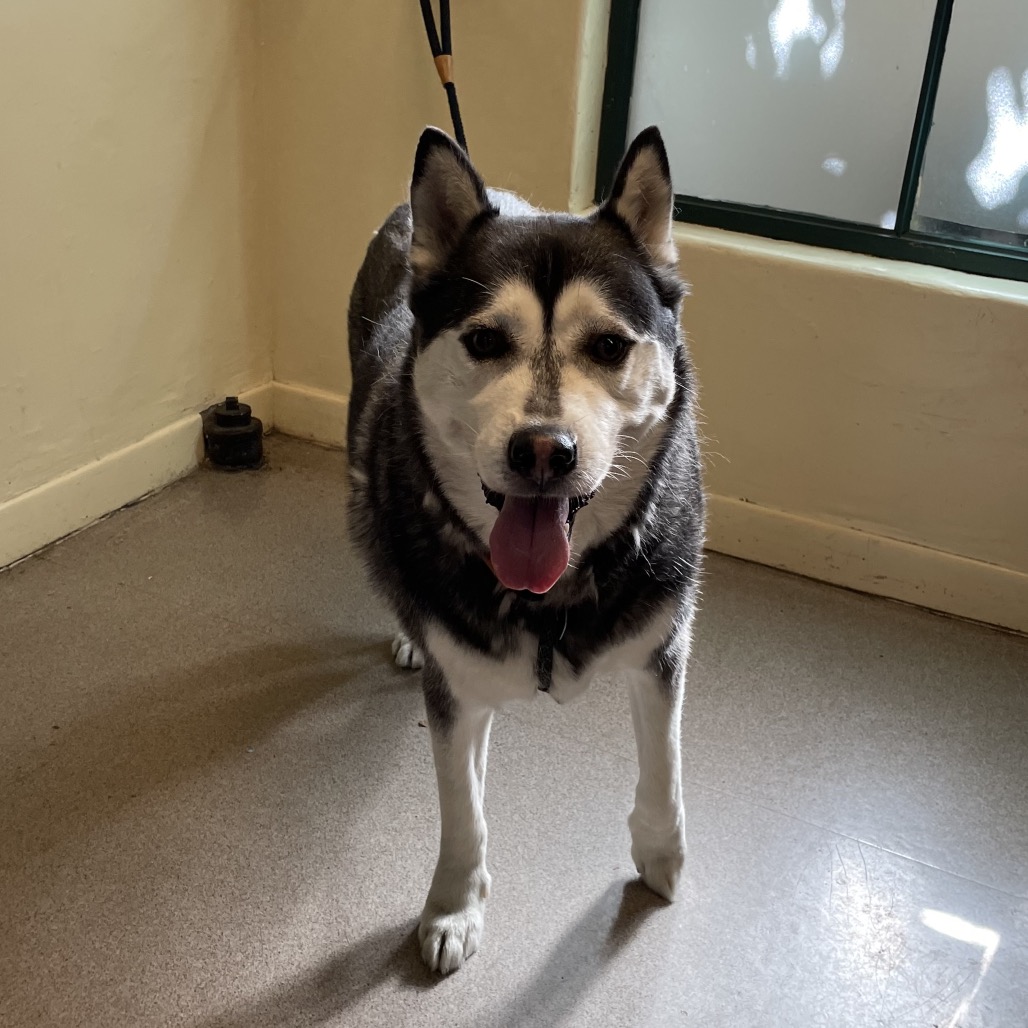 Shelter Stray Male Dog last seen , 361 S Raymond Ave, Pasadena, CA 91105, USA