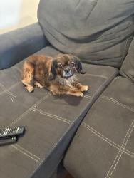 Lost Female Dog last seen Broad Street, Philadelphia, PA 19141