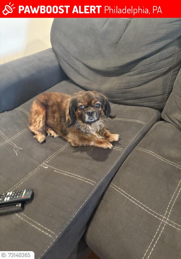 Lost Female Dog last seen Broad Street, Philadelphia, PA 19141