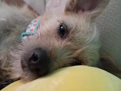 Reunited Female Dog last seen 33rd Street/Coronado Rd, Phoenix, AZ 85008