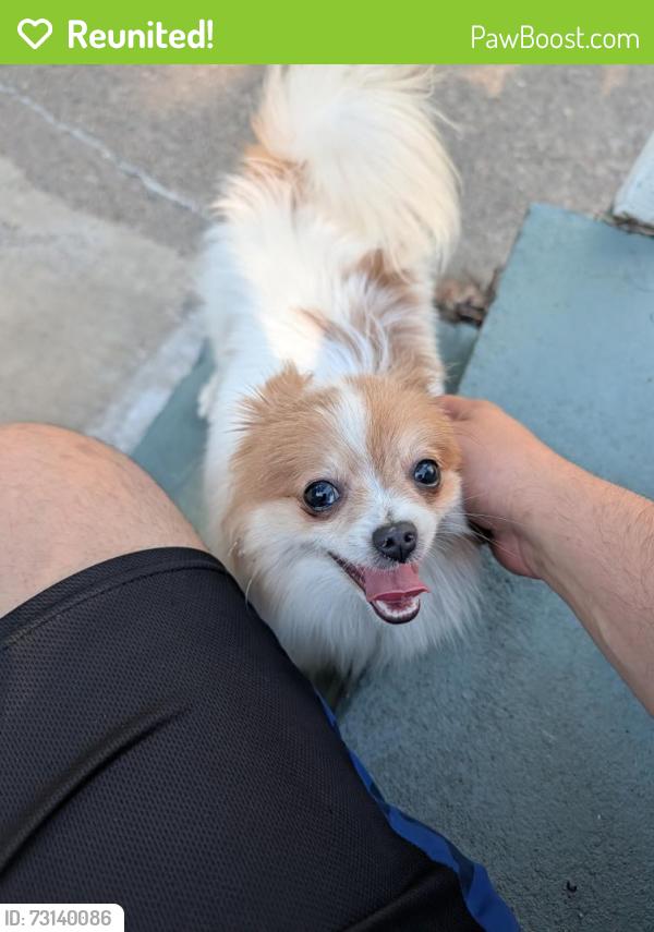 Reunited Unknown Dog last seen Lawson and Arcade, Saint Paul, MN 55106