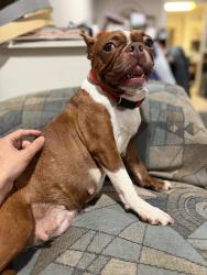 Lost Female Dog last seen Dundee circle & Stoneridge rd, Middletown, NY 10941