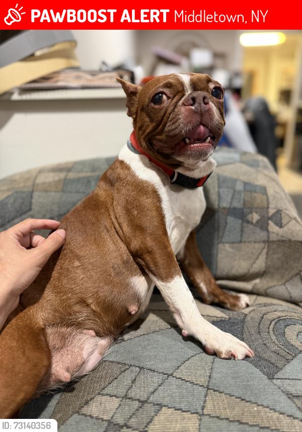 Lost Female Dog last seen Dundee circle & Stoneridge rd, Middletown, NY 10941