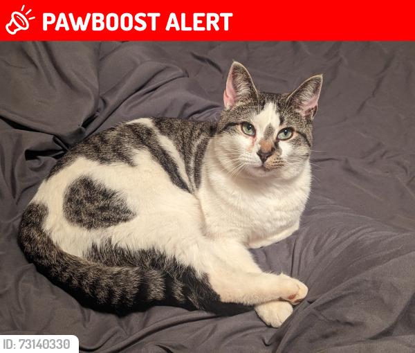 Lost Male Cat last seen PG School, McDowell County, NC 28752