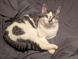 Lost Male Cat last seen PG School, McDowell County, NC 28752