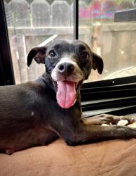 Found/Stray Female Dog last seen Apple Store, Vintage Faire Mall, Modesto CA, Modesto, CA 95356