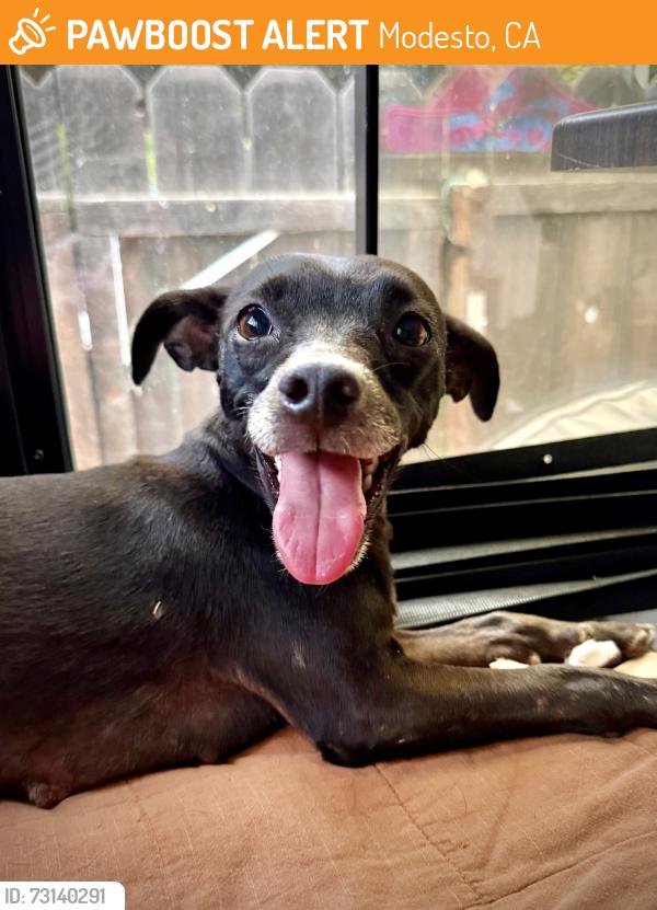 Found/Stray Female Dog last seen Apple Store, Vintage Faire Mall, Modesto CA, Modesto, CA 95356