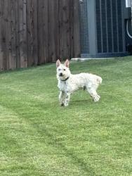 Found/Stray Male Dog last seen Nob hill R, Burleson, TX 76028