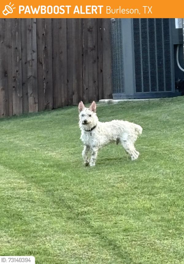 Found/Stray Male Dog last seen Nob hill R, Burleson, TX 76028