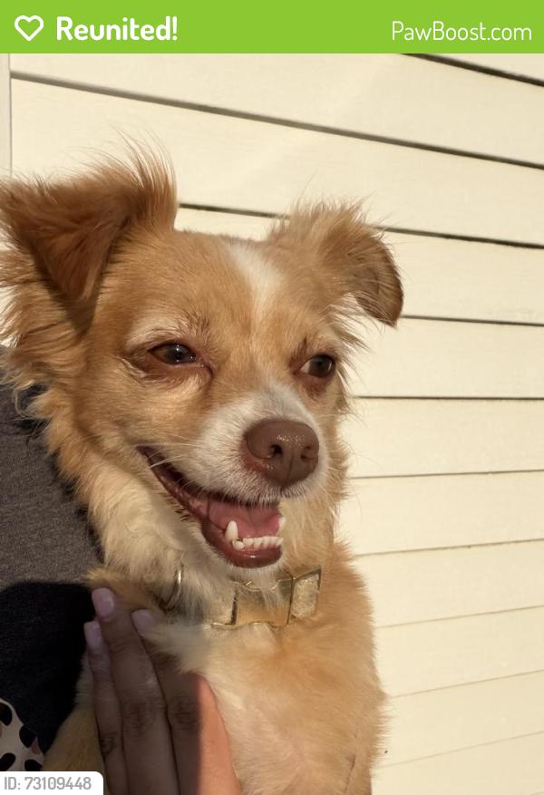 Reunited Male Dog last seen Moen and Connell Ave, Rockdale, IL 60436