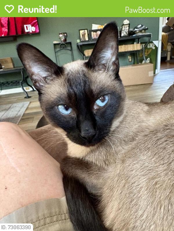 Reunited Female Cat last seen Ole Powhatan ests, Powhatan, VA 23139