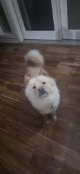 Reunited Female Dog last seen Near y memorial cross 61and yalle, Tulsa, OK 74135