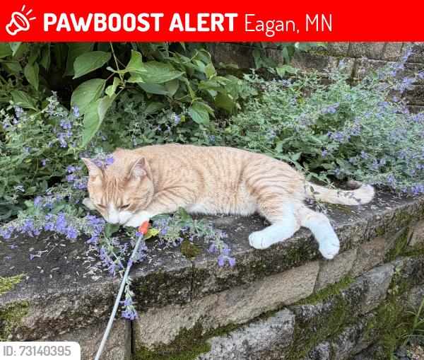 Lost Male Cat last seen Burr Oak St and James St, Eagan, MN 55122