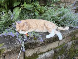 Lost Male Cat last seen Burr Oak St and James St, Eagan, MN 55122