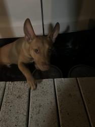 Found/Stray Male Dog last seen By the Baptist Church, Winter Garden, FL 34787