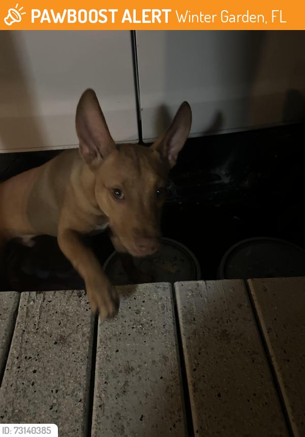 Found/Stray Male Dog last seen By the Baptist Church, Winter Garden, FL 34787