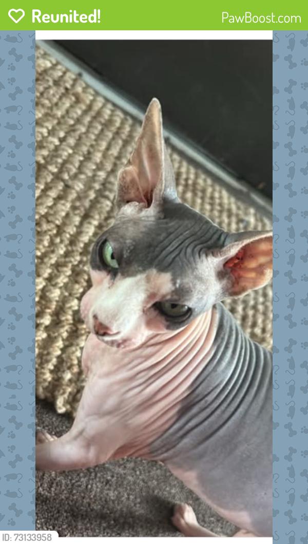 Reunited Female Cat last seen Butterfield Dr near Angola, Toledo, OH 43615