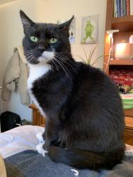Reunited Male Cat last seen Near st LRT station SW, Calgary, AB T3C 2X7