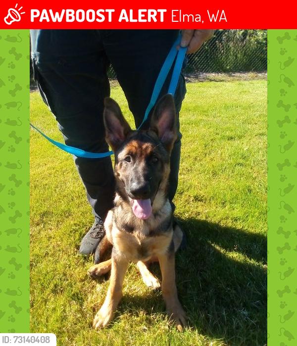 Lost Female Dog last seen ELMA Rest area, Elma, WA 98541
