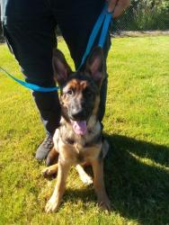 Lost Female Dog last seen ELMA Rest area, Elma, WA 98541