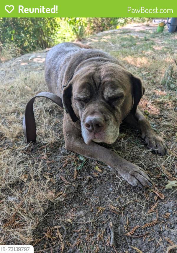 Reunited Female Dog last seen Bridge, Portland, OR 97225
