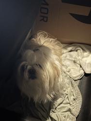 Reunited Unknown Dog last seen Port St Lucie, Port St. Lucie, FL 34986