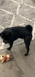 Reunited Male Dog last seen Near Monroe Way, Thornton, CO 80229, USA, Thornton, CO 80229