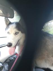 Reunited Female Dog last seen 65th and Hamlin, Chicago, IL 60629