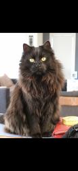 Lost Female Cat last seen Nantilla Crescent, Werribee, VIC 3030