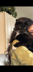 Reunited Male Cat last seen Gainsboro Road, Lawrence New Jersey, Lawrence Township, NJ 08648
