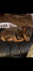 Reunited Male Dog last seen Near Radiant Church, Richland, MI 49083
