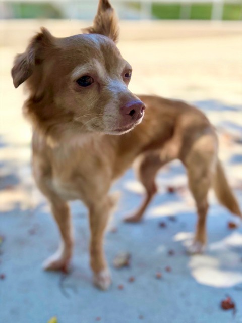 Shelter Stray Female Dog last seen , 29525 Agoura Rd, Agoura Hills, CA 91301, USA