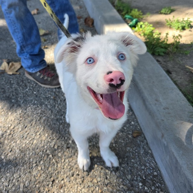 Shelter Stray Female Dog last seen Near BLK E 11TH ST, LONG BEACH, CA 90804, 7700 E Spring St, Long Beach, CA 90815, USA