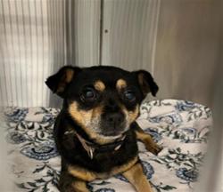 Shelter Stray Female Dog last seen Near, 2600 S Harding St, Indianapolis, IN 46221, USA