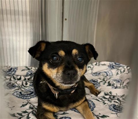 Shelter Stray Female Dog last seen Near, 2600 S Harding St, Indianapolis, IN 46221, USA