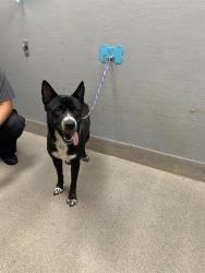Shelter Stray Female Dog last seen Near BLOCK SIERRA VISTA DR, LAS VEGAS NV 89169, 655 N Mojave Rd, Las Vegas, NV 89101, USA