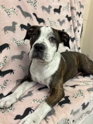 Shelter Stray Male Dog last seen , 31044 Charlie Canyon Rd, Castaic, CA 91384, USA