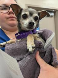 Shelter Stray Male Dog last seen GWERDER CT / WESTERN LARK WY, 9150 Union Park Way, Elk Grove, CA 95624, USA