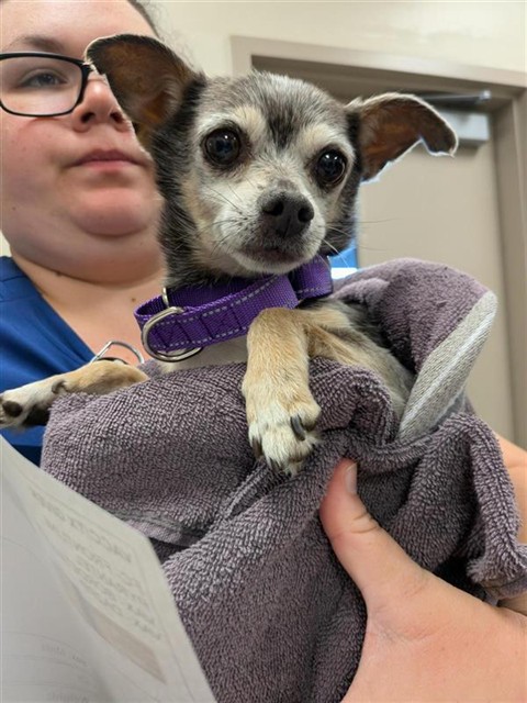 Shelter Stray Male Dog last seen GWERDER CT / WESTERN LARK WY, 9150 Union Park Way, Elk Grove, CA 95624, USA