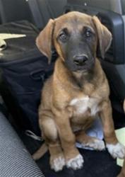 Shelter Stray Female Dog last seen WATERMAN RD / CALVINE RD, 9150 Union Park Way, Elk Grove, CA 95624, USA