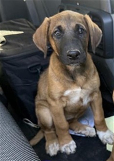 Shelter Stray Female Dog last seen WATERMAN RD / CALVINE RD, 9150 Union Park Way, Elk Grove, CA 95624, USA