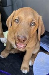 Shelter Stray Female Dog last seen WATERMAN RD / CALVINE RD, 9150 Union Park Way, Elk Grove, CA 95624, USA